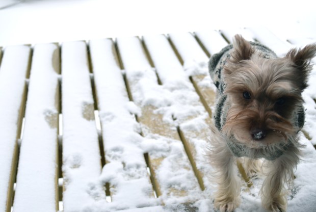 best chunky beef chili | winter in brooklyn | Brooklyn Homemaker