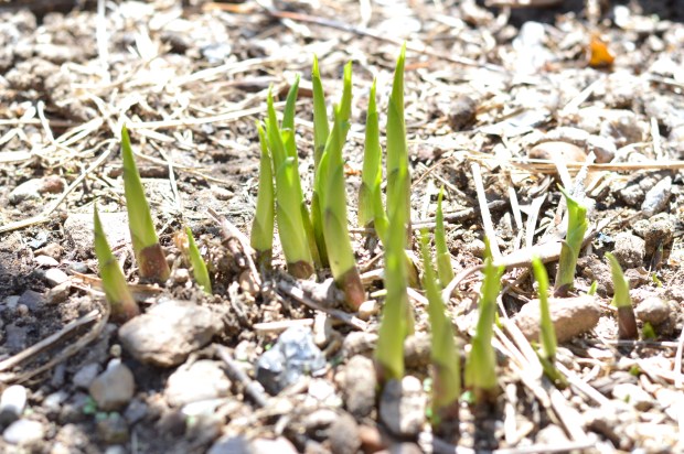 a little yarden tour | Brooklyn Homemaker