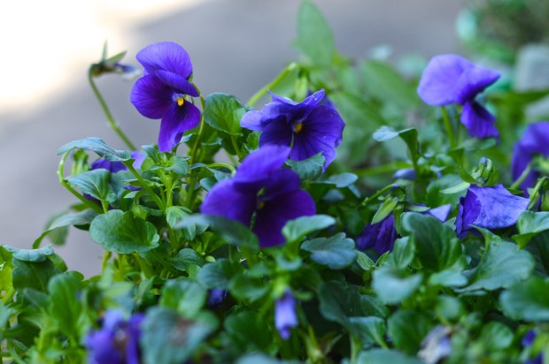 a little yarden tour | Brooklyn Homemaker