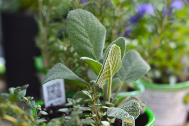 a little yarden tour | Brooklyn Homemaker