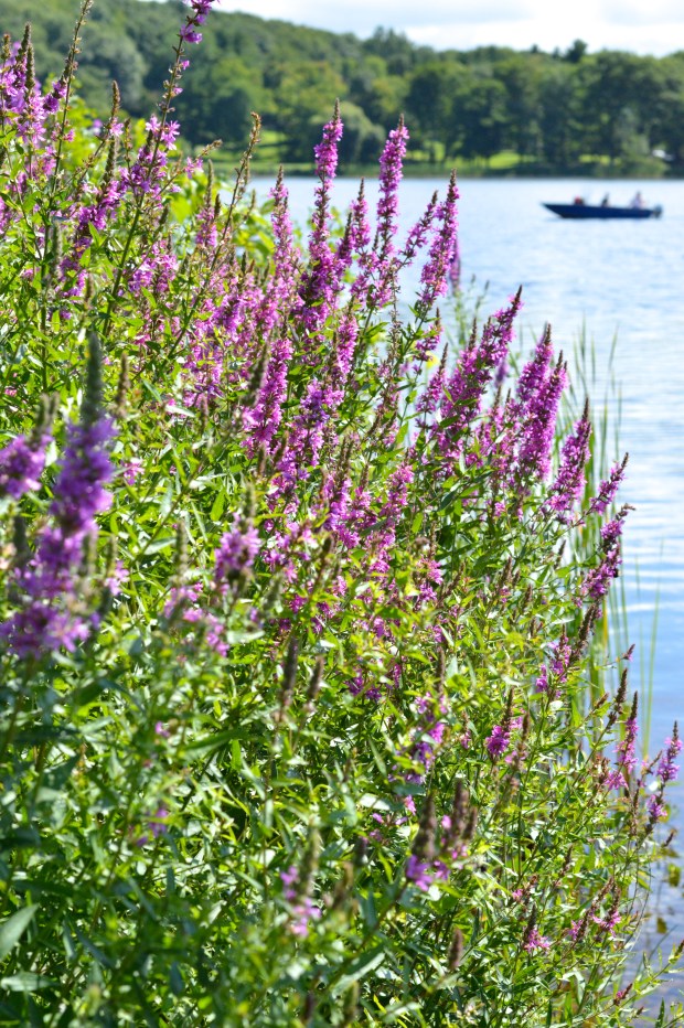 Brooklyn Homemaker goes camping!